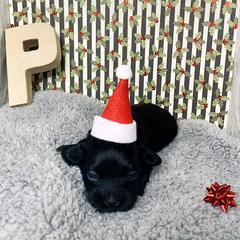 Havana Silk Dog Puppies from Joyful Heart Silks