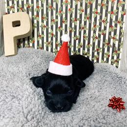 Havana Silk Dog Puppies from Joyful Heart Silks