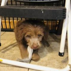 Aussiedoodle, Bordoodle, and Goldendoodle Puppies from Korbella Farm