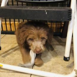 Aussiedoodle, Bordoodle, and Goldendoodle Puppies from Korbella Farm