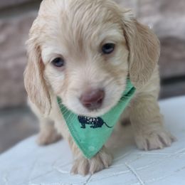 Ash - Cream male Dachshund puppy in Richmond, Virginia from Irresistible Dachshunds