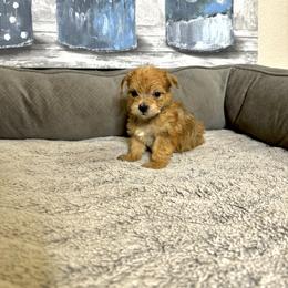 Morkie Puppies from Smart Farms