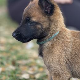 Melody - Fawn sable female Belgian Malinois puppy in Briggs, Texas from Madhouse’s Belgian Malinois and German Shepherds