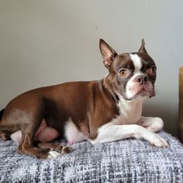 Remi "Rooster" - Boston Terrier