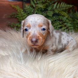 Starlette - Dapple female Dachshund puppy in Washburn, Tennessee from Clinch Mountain Dachshunds