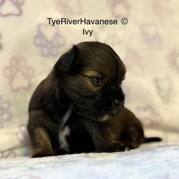 Girl 1 - Gold sable female Havanese puppy in Lovingston, Virginia from Tye River Havanese