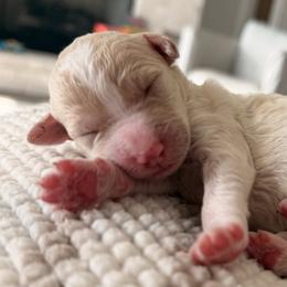 Goldendoodles from Farihope family