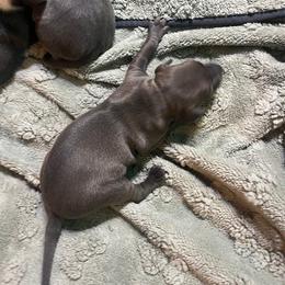 Italian Greyhound Puppies from Fisher Link