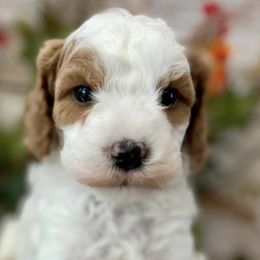 Cavalier King Charles Spaniels and Cavapoos from Mountain View Doodles