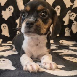 Dolly - Black tan and white female Beagle puppy in Salina, Kansas from Peace Love frenchies
