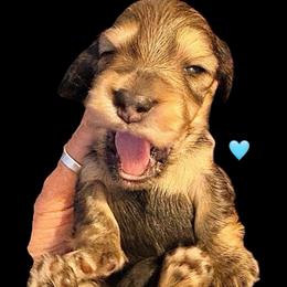 AKC Ch Sired Cream Male - Cream male Dachshund puppy in Medina, Ohio from STORIED DOXIES