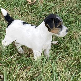Jack Russell Terrier Puppies from Brigadoon Farm