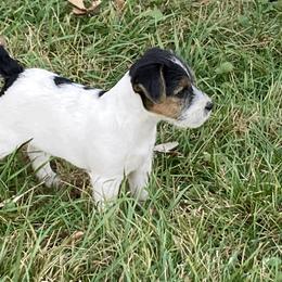 Jack Russell Terrier Puppies from Brigadoon Farm