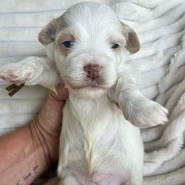 AKC Yellow Collar - Red male Havanese puppy in Dallas, Georgia from West Cobb Dogs