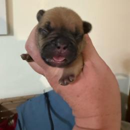 Boy 3 - Fawn male French Bulldog puppy in Lakeland, Florida from Fur Love And Puppies