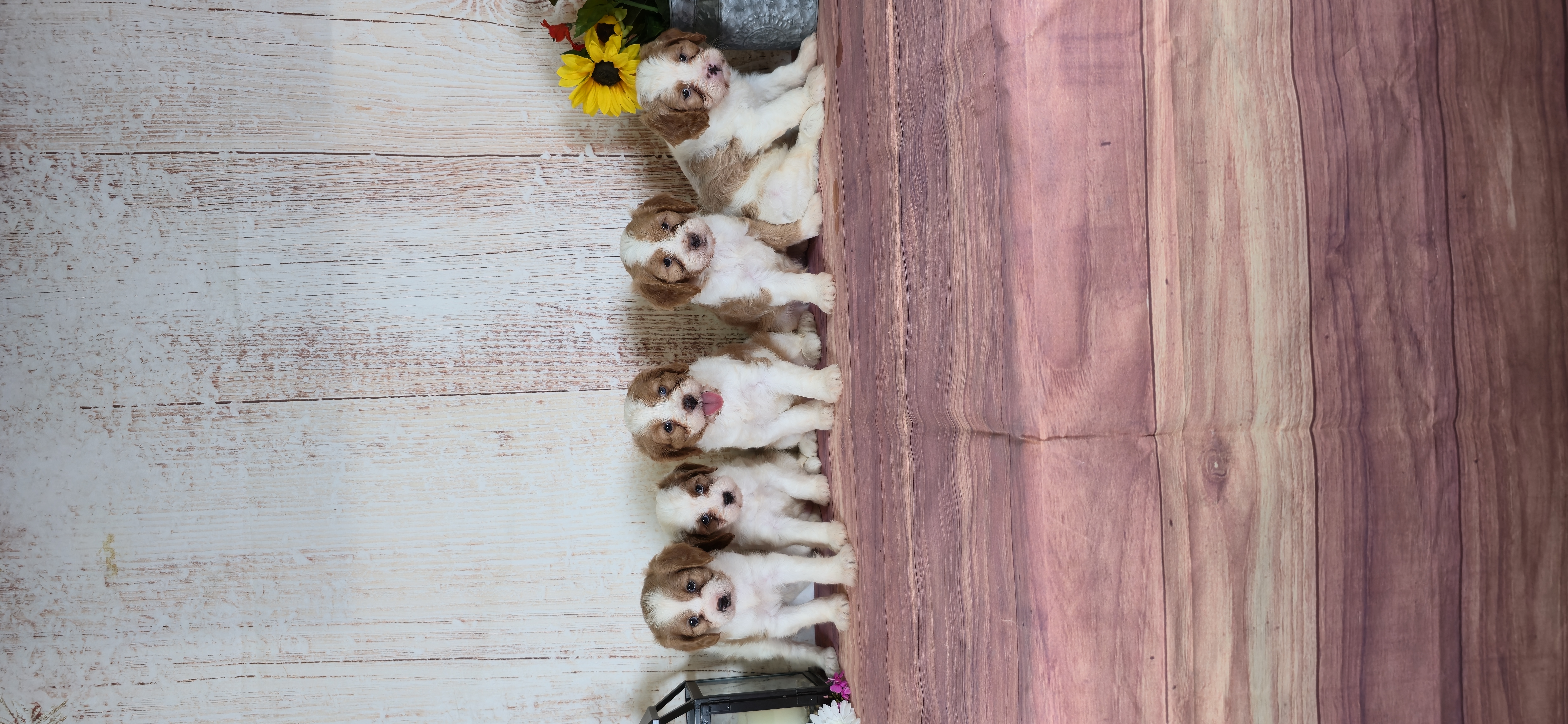 Cavapoos, Pomskies, and Pugs from Peace Road Puppies