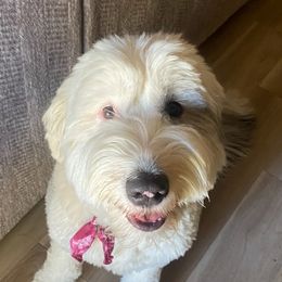 Assorted Doodle Crosses, Newfypoos, and Old English Sheepdogs from Arizona Doodle Trails