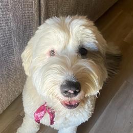 Assorted Doodle Crosses, Newfypoos, and Old English Sheepdogs from Arizona Doodle Trails
