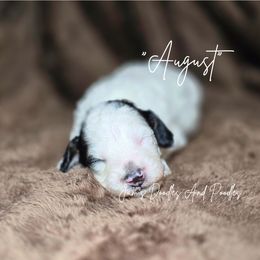 August - Black and white male Bernedoodle puppy in Cleveland, Georgia from Jam's Doodles And Poodles