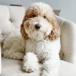Elsa - Australian Labradoodle