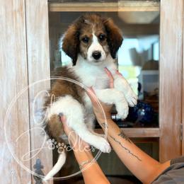 Rex - Grey - Brown and white male Bernedoodle puppy in Rockwall, Texas from Glory Doodles