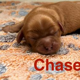 Chase - Ruby male Cavalier King Charles Spaniel puppy in Ormond Beach, Florida from Parkside Cavaliers