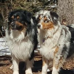 Australian Shepherds from Laughing Crow Aussies