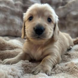 Charlie - Cream male Dachshund puppy in Mesa, Arizona from Ruby Desert Doxies