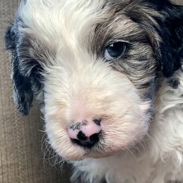Boy 2 - Blue merle Aussiedoodle puppy in Russell Springs, Kentucky from Shai’s Mini Aussiedoodles