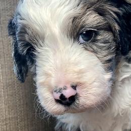 Boy 2 - Blue merle Aussiedoodle puppy in Russell Springs, Kentucky from Shai’s Mini Aussiedoodles