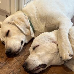 Labrador Retriever Puppies from Loving Puppy House