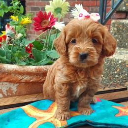 Light Pink - Apricot female Goldendoodle puppy in Little Rock, Arkansas from Adorable Mini Doodles LLC