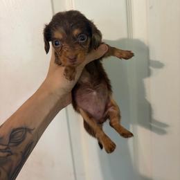 Cassie - Dapple female Dachshund puppy in Conroe, Texas from Dots Dachshunds