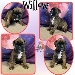 Boxer Puppies from Red Rock Boxers