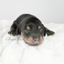 Rogue - Black and cream male Dachshund puppy in New Braunfels, Texas from 2 Knights Doxies