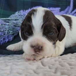 Fergus Parti Sable - Sable and white male Cocker Spaniel puppy in Morristown, Tennessee from Down in the Holler
