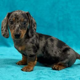 Bravo - Dapple male Dachshund puppy in Lincoln, Arkansas from Red Dirt Dachshunds