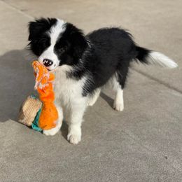 Border Collies from Heronwood Border Collies