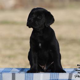 Fancy Boy 2-Blue Collar - Black male Labrador Retriever puppy in Point, Texas from Lakylu Kennels