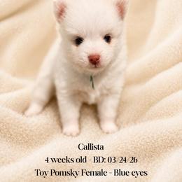 Callista - White female Pomsky puppy in Lincoln, Nebraska from Blue Heaven Pomsky