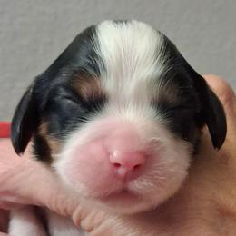 Red collar, Callee mae - Tri-color female Cavalier King Charles Spaniel puppy in Colorado Springs, Colorado from True Love Colorado Cavalier King Charles Spaniels