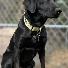 Labrador Retriever and Poodle All Grown Up from CMJ Kennels