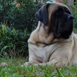 Mastiff All Grown Up from Eagle Clan Mastiffs