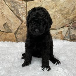 Jolene - Black female Goldendoodle puppy in Fairmont, West Virginia from Mountainside Doodles, LLC