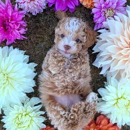 Nellie - Cockapoo