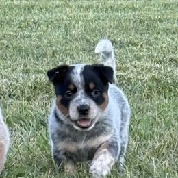 Girl 2 - Purple Collar - Blue female Australian Cattle Dog puppy in Nevada, Missouri from Back Road Dog Company, LLC