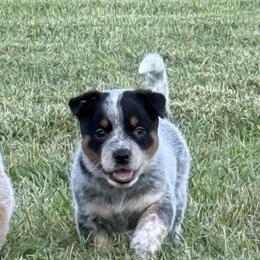 Girl 2 - Purple Collar - Blue female Australian Cattle Dog puppy in Nevada, Missouri from Back Road Dog Company, LLC