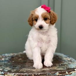 Pink collar MISSY - Parti female Goldendoodle puppy in Salem, Utah from Aspen Doodles