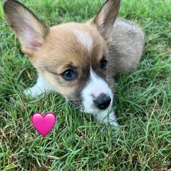Pembroke Welsh Corgi Puppies from Susan Hohertz