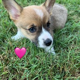 Pembroke Welsh Corgi Puppies from Susan Hohertz